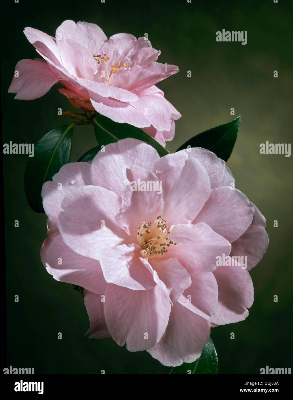 Camellia x williamsii - `Donation'   CAM074303 Stock Photo